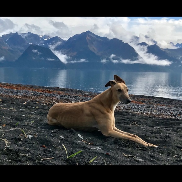 Melissa in Alaska ♥ FASTDOGS - Picture 2 of 14